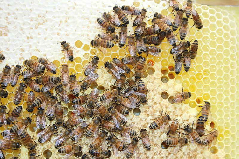 चित्र:Beekeeping-2.jpg