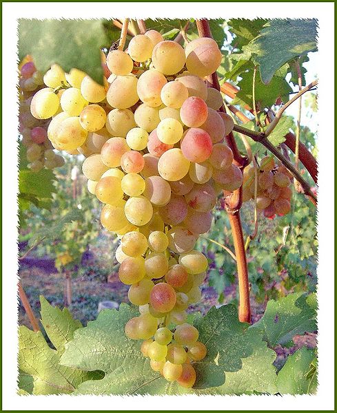File:Grapes.jpg
