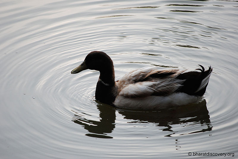 File:Duck-13.jpg