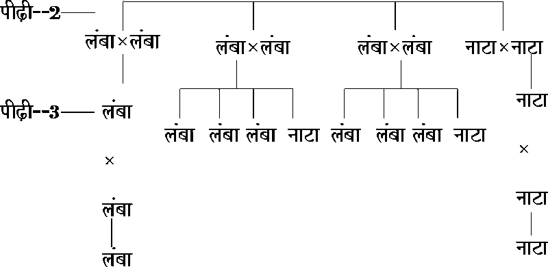 File:Heredity-3.gif