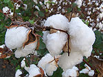 Cotton.jpg
