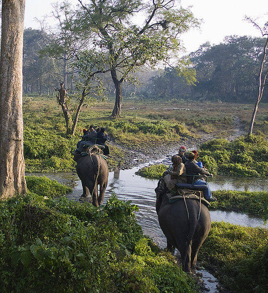 File:Elephant-Ride-At-Jaldapara-Wildlife-Sanctuary.jpg
