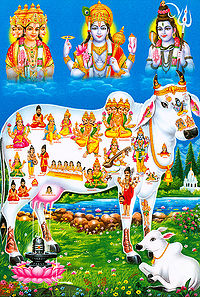 कामधेनु गाय