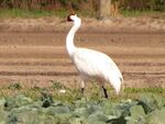 Crane-Bird-2.jpg