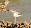Thumbnail for version as of 05:38, 8 February 2012