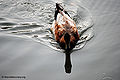 Thumbnail for version as of 07:33, 2 July 2011