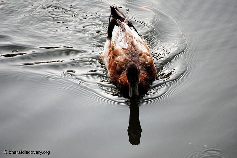 File:Duck-2.jpg