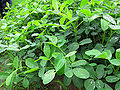 Thumbnail for version as of 05:29, 8 June 2012