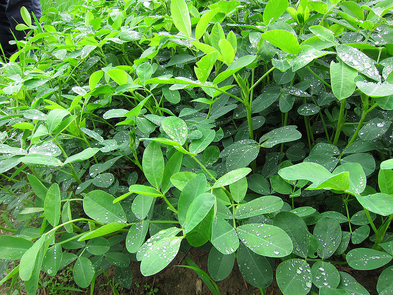 File:Peanut-1.jpg