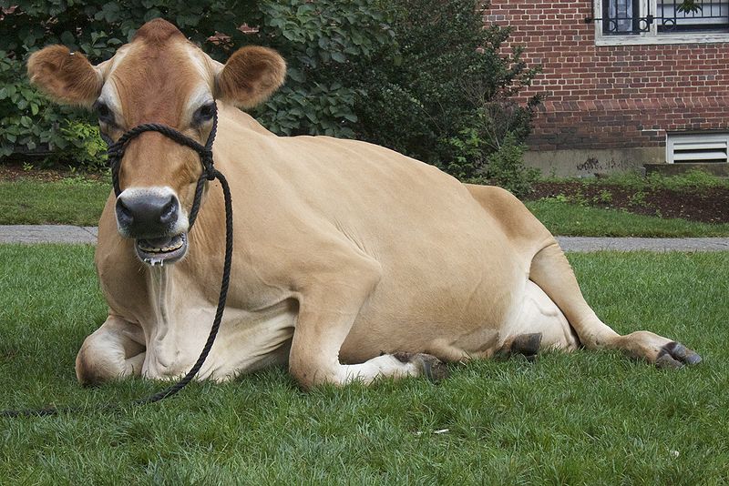 चित्र:Cow-01.jpg