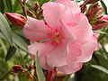 Thumbnail for version as of 12:16, 25 August 2010