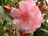 Nerium-Oleander.jpg