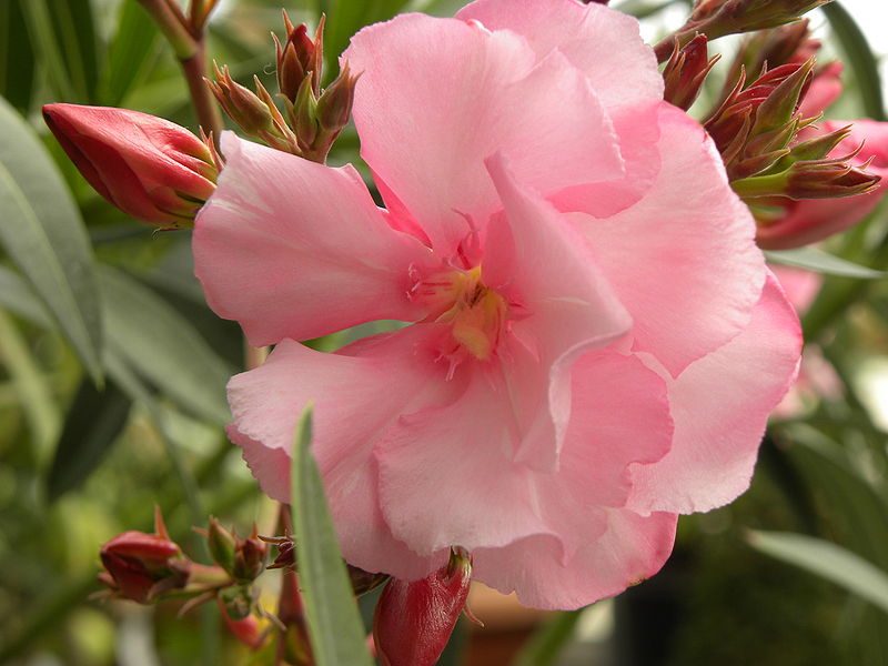 File:Nerium-Oleander.jpg