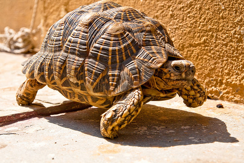 चित्र:Tortoise-1.jpg