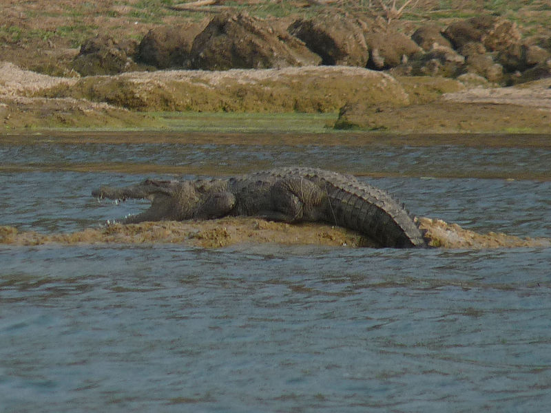 File:Chambal-River-6.jpg