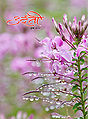 Thumbnail for version as of 12:19, 8 October 2013