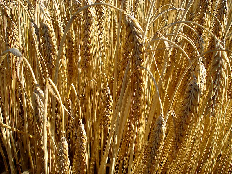 File:Barley-1.jpg