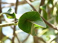 Thumbnail for version as of 09:50, 13 September 2010