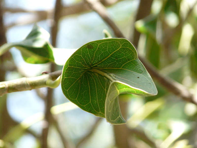 File:Krishna-Butter-Cup.jpg
