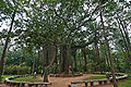 Banyan-Tree.jpg