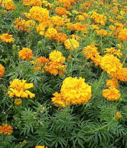 File:Marigolds.jpg