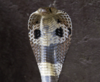 Indian-Cobra.png