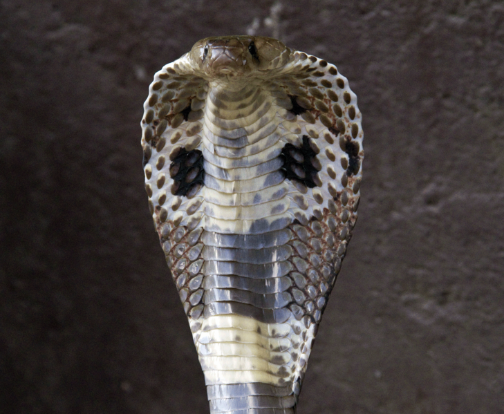 File:Indian-Cobra.png
