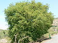Thumbnail for version as of 14:09, 10 November 2012