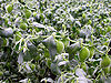 Chickpea-Crop.jpg