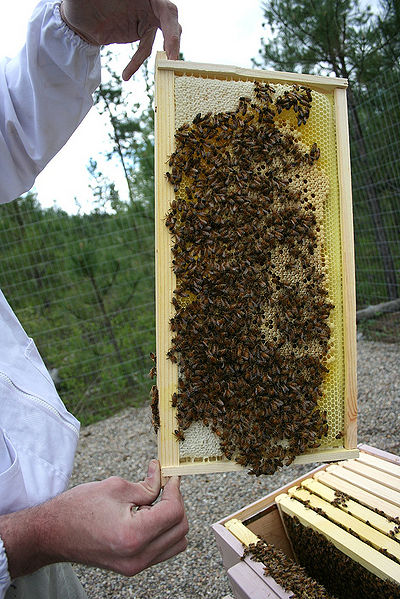 File:Beekeeping.jpg