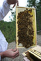 Thumbnail for version as of 07:49, 6 June 2012