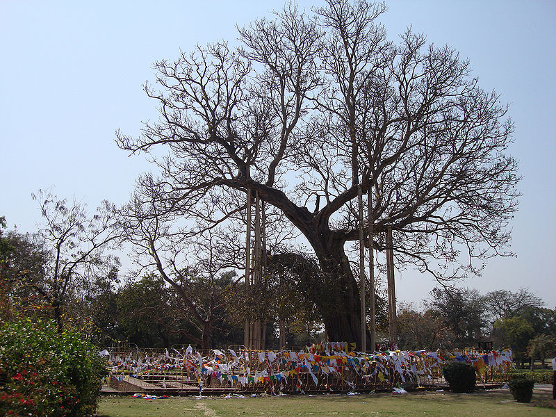 File:Anandabodhi-Tree.jpg