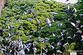 Thumbnail for version as of 08:09, 2 July 2011
