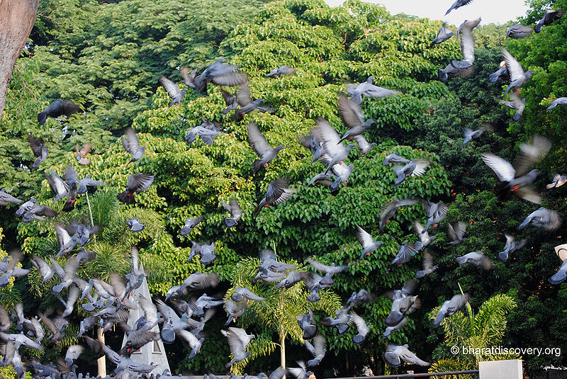 File:Pigeon-11.jpg