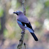 Jay-Bird.jpg