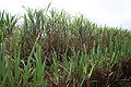Thumbnail for version as of 06:50, 8 June 2012