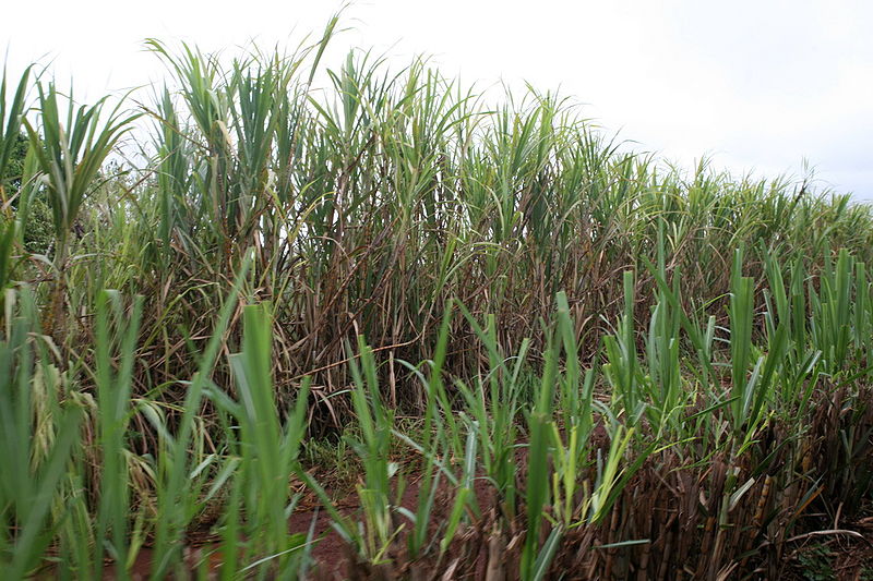 File:Sugarcane-2.jpg