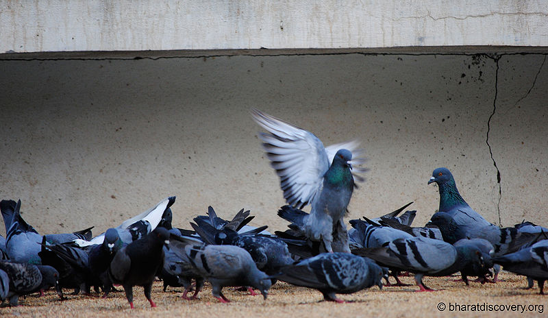 File:Pigeon-10.jpg