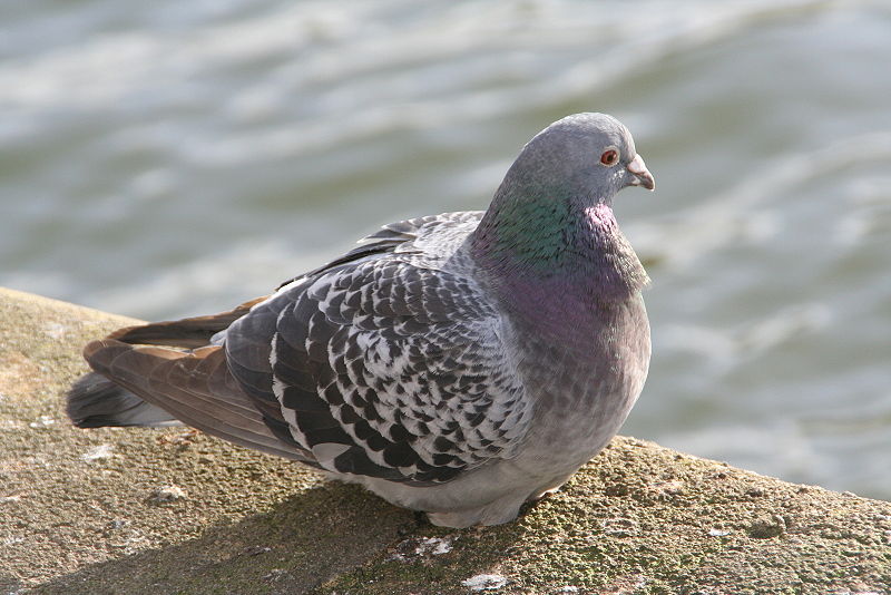 File:Pigeon-1.jpg