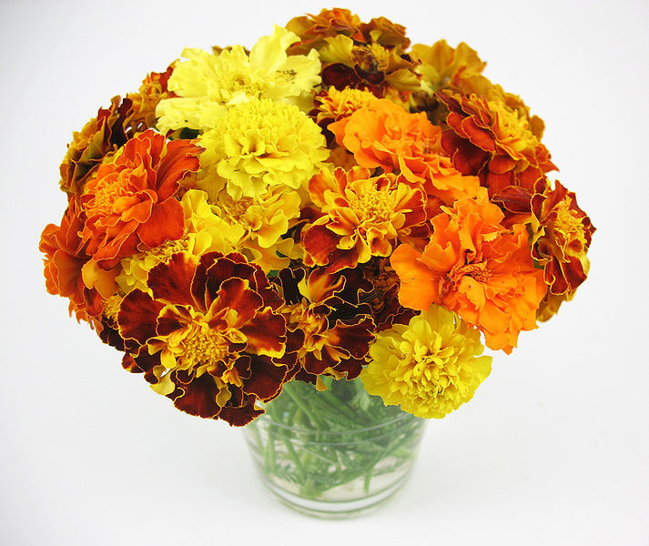 File:Marigolds-1.jpg