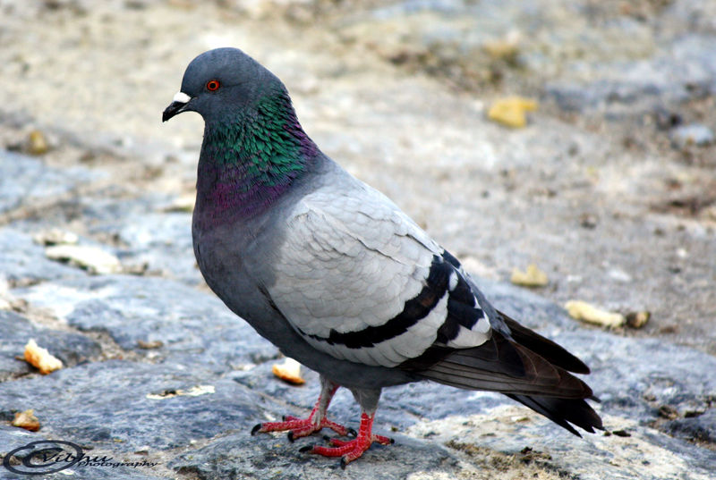 File:Pigeon-20.jpg