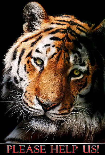File:Tiger2.jpg