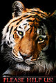Thumbnail for version as of 06:35, 14 June 2010