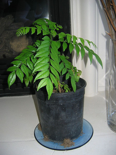 File:Curry-Leaves.jpg
