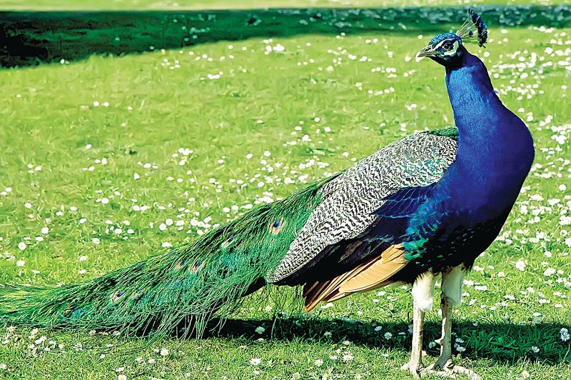 File:Blue-Peacock.jpg