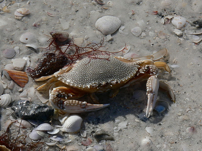 चित्र:Crab-1.jpg