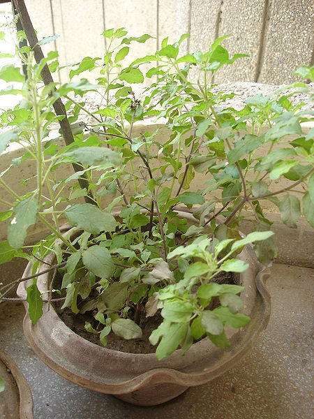 File:Tulsi.jpg