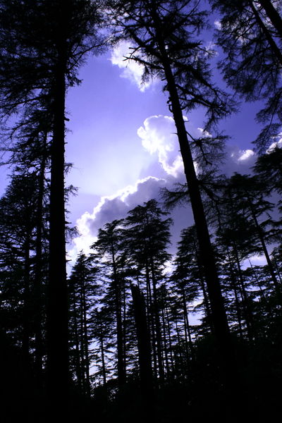 File:Conifers-Dhanaulti-2.jpg