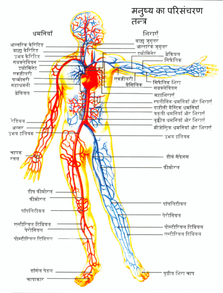 File:Human-Circulatory-System-1.gif