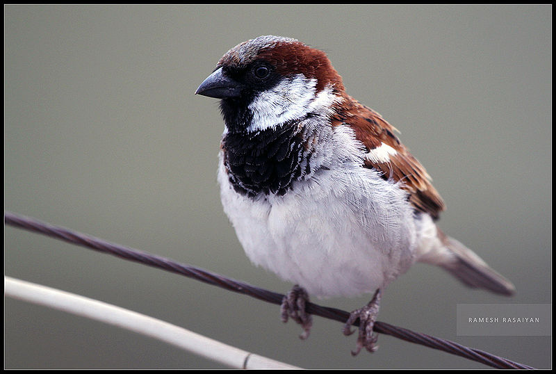 File:House Sparrow-5.jpg
